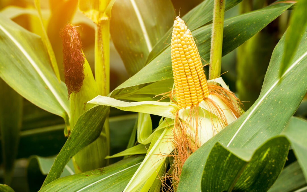 Chwasty w kukurydzy: które gatunki zabierają najwięcej plonu i dlaczego?