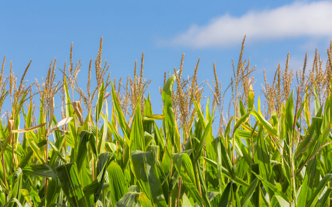 Niewidoczny wróg na polu: jak rozpoznać groźne chwasty zanim będzie za późno