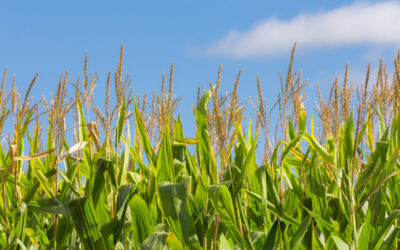 Niewidoczny wróg na polu: jak rozpoznać groźne chwasty zanim będzie za późno