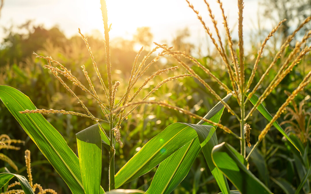 Chwasty odporne i uciążliwe: jak budować strategię, żeby nie gonić problemu co roku