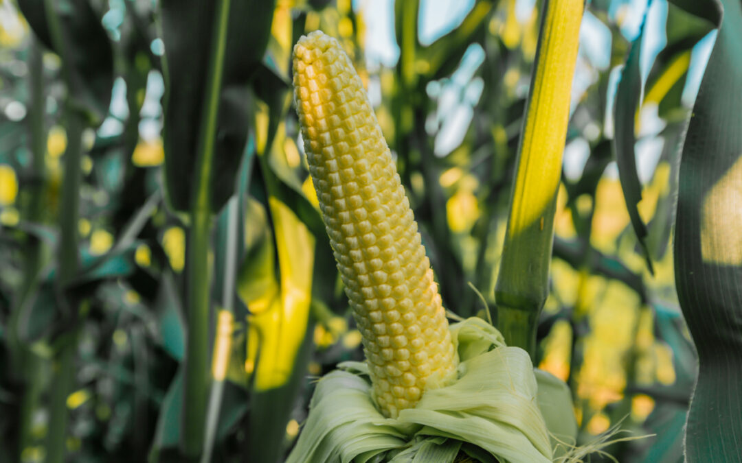 Zachwaszczenie a ekonomika uprawy: ile naprawdę kosztuje „mały” problem na polu